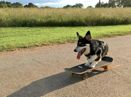 How to Skateboard with your Dog [Best Breeds]